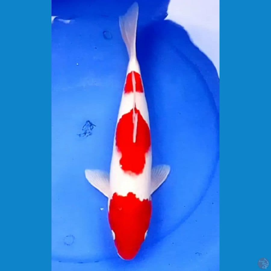 HANATSUKI KOHAKU HQ JUMBO (40cm)