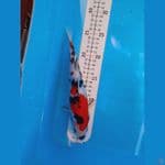 SANKE TSUBOSUMI 25 cm