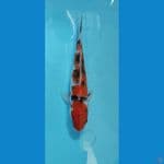 sanke 17 cm 