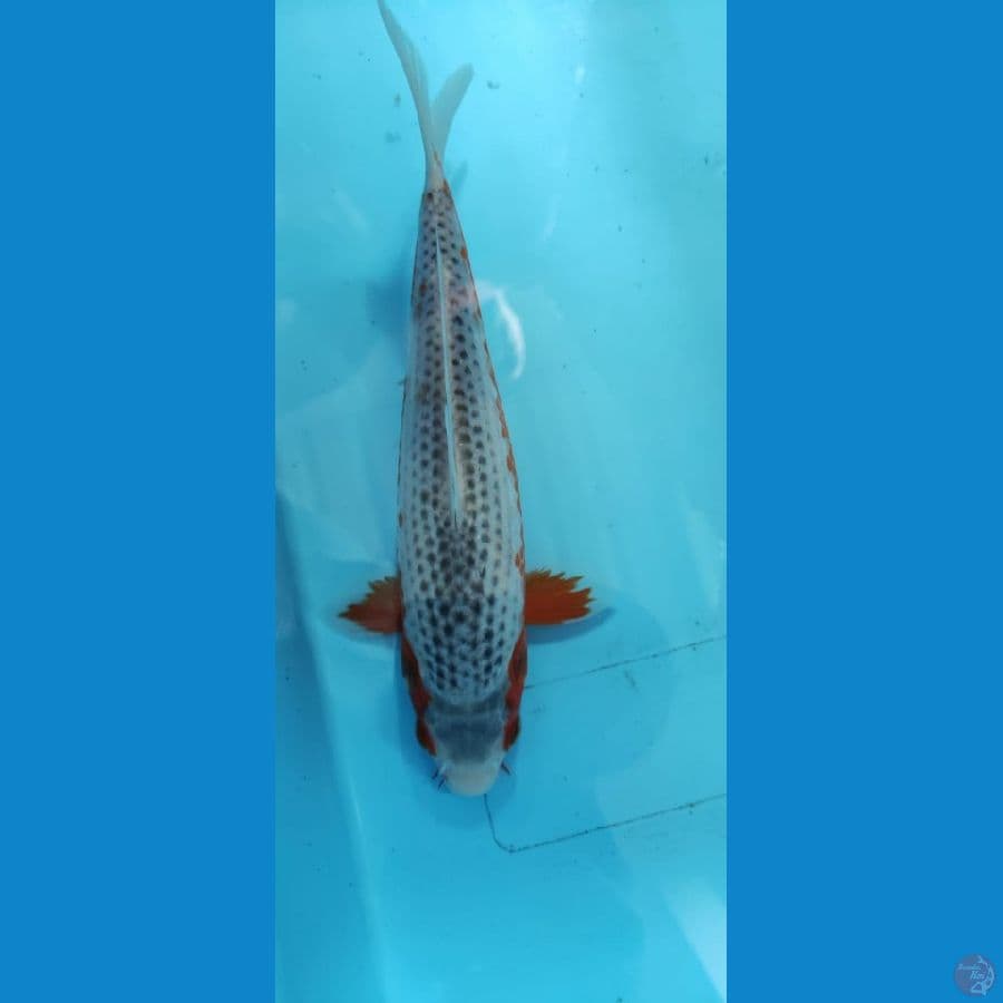 asagi 25cm