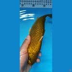 midori 26 cm bulky