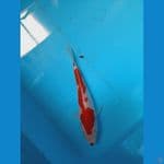 KOHAKU STRONG 16 CM