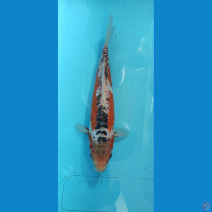 shusui 25cm