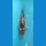 shusui 25cm 