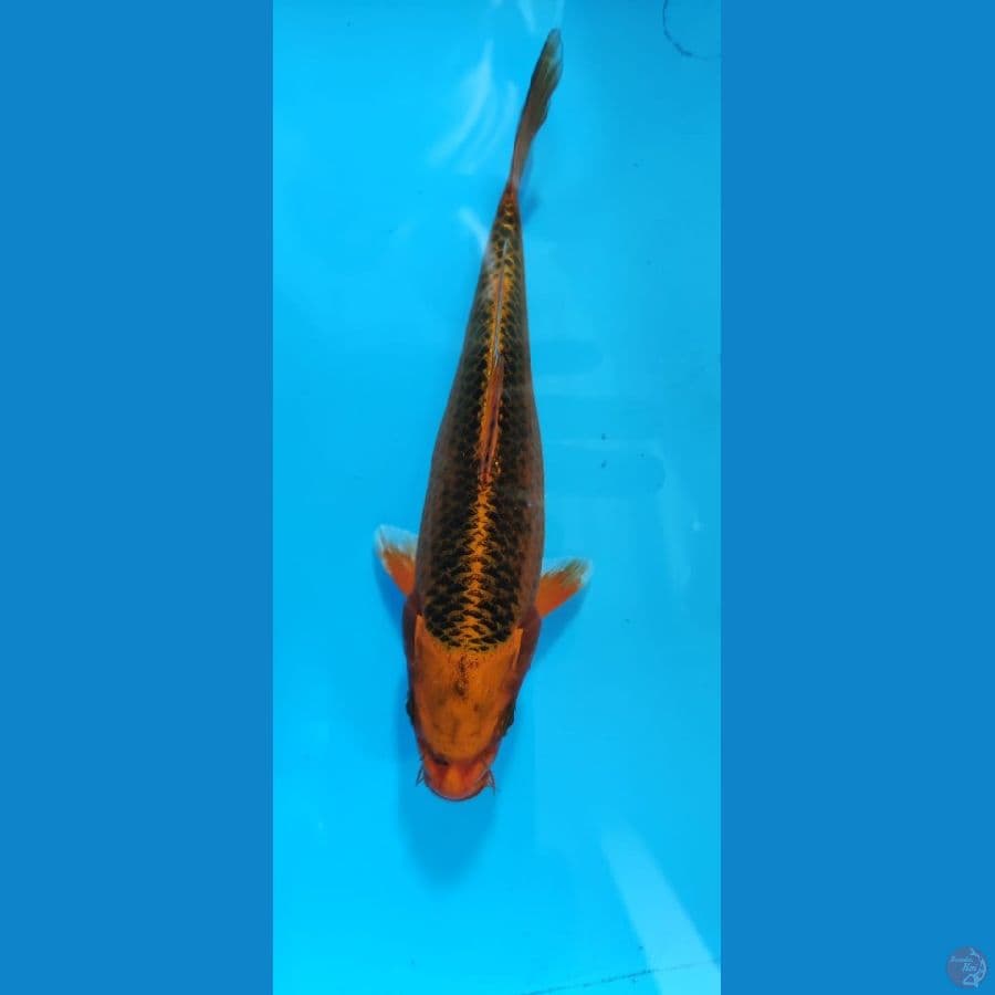KIN MATSUBA 17cm