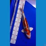 kujaku 35 cm