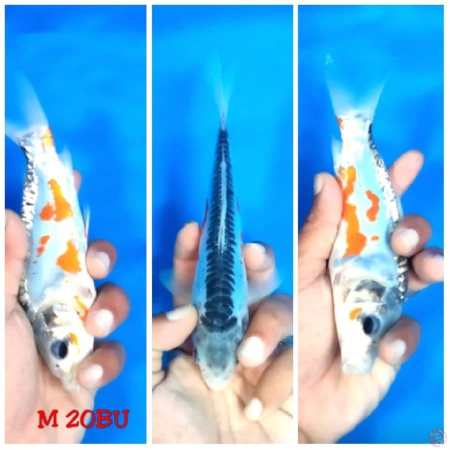 Hana Shusui Ring Rapi 20BU