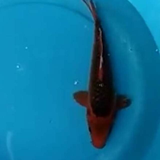 Aka.matsuba.size.32cm
