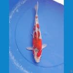 goshiki 36cm/female