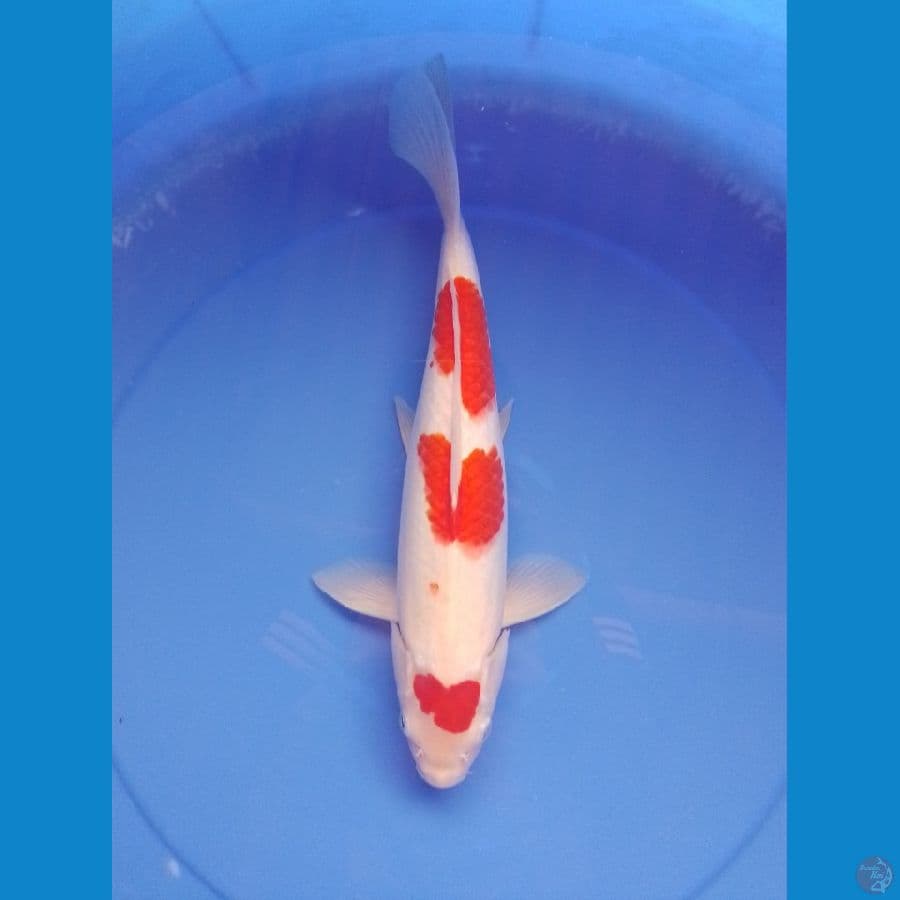 kohaku 37cm/male