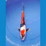 showa doit 36cm/male