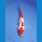 sanke doit murni 30cm/female