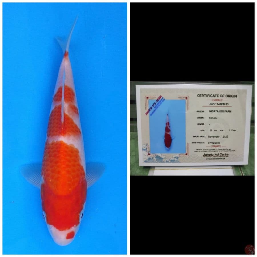 Nigata Kohaku