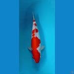 kohaku 47cm(50bu) ori