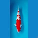 kohaku ori 45 cm