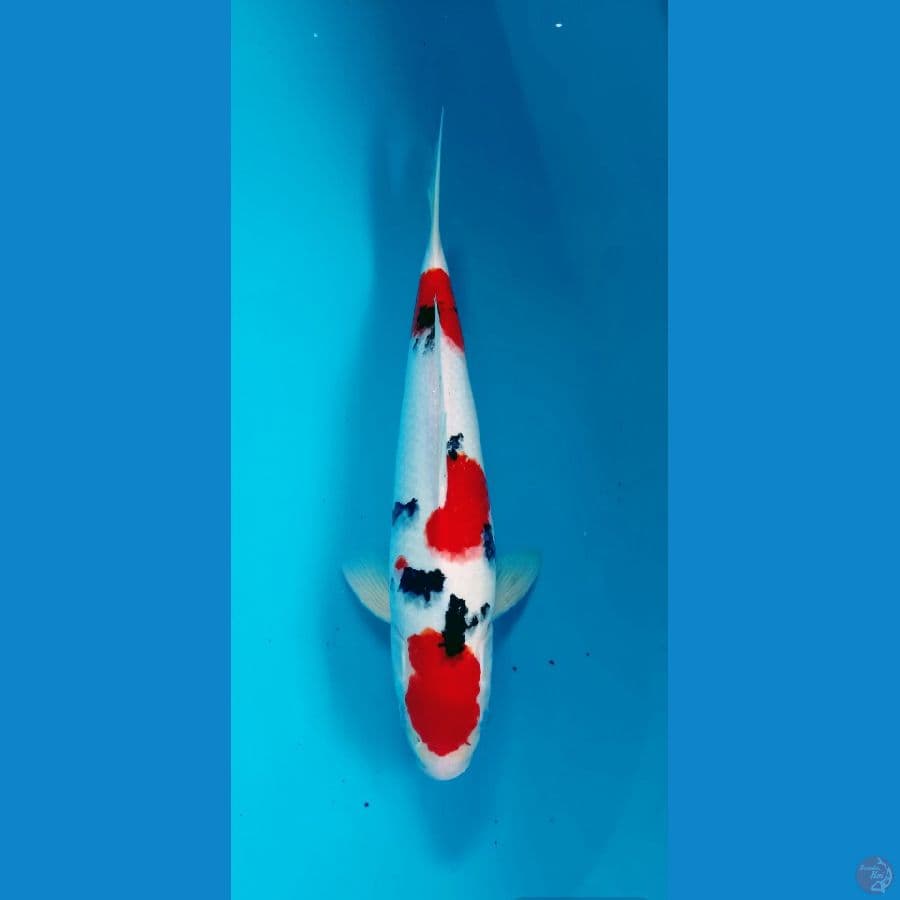 sanke stubosumi 37 cm M