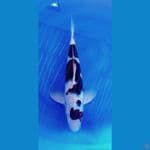 goromo ori M 48 cm(50bu)