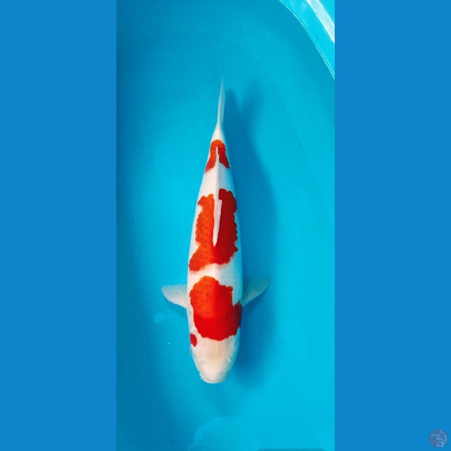 kohaku ori 50 bu 