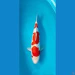 kohaku ori 50 bu 