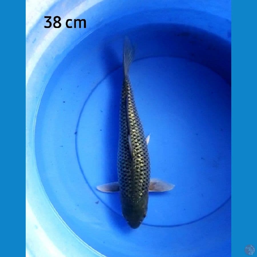 Soragoi ginrin 38 cm fm