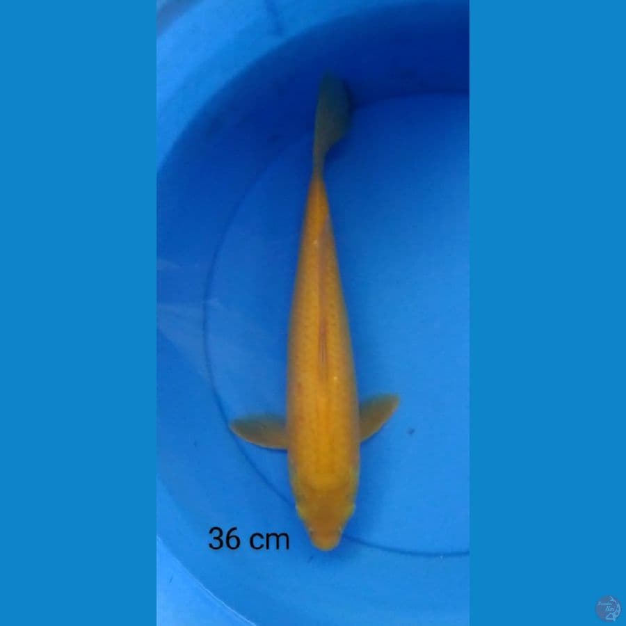 karashi 36 cm
