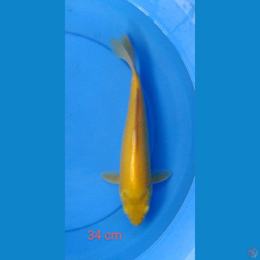 karashi mata mrh 34 cm
