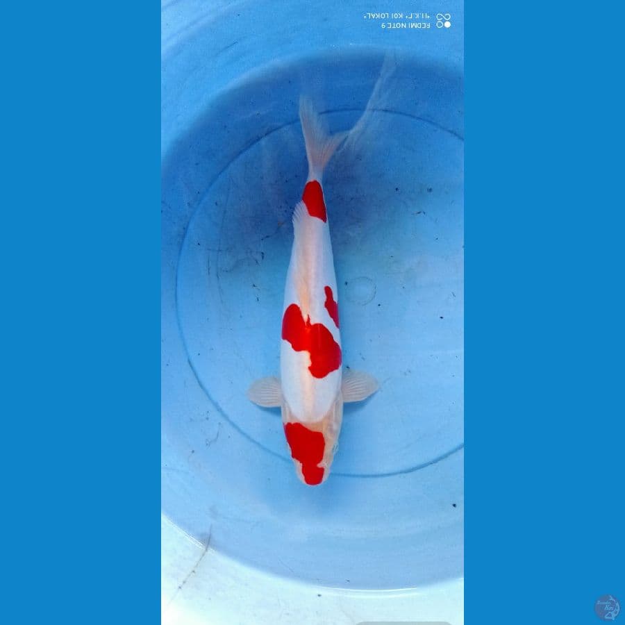 kohaku doits murni 32 cm M