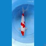 kohaku doits murni 32 cm M