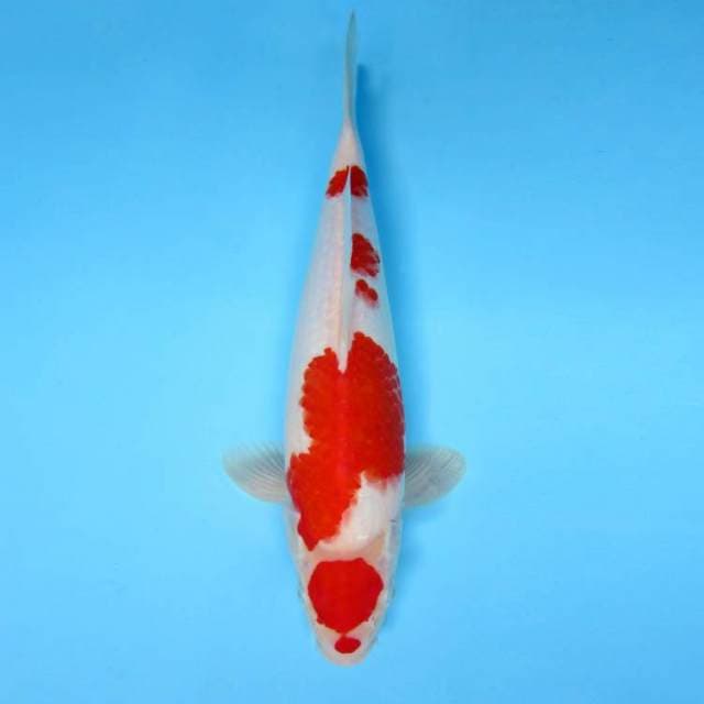 GINZA 2 ~ MARUTEN KOHAKU,-