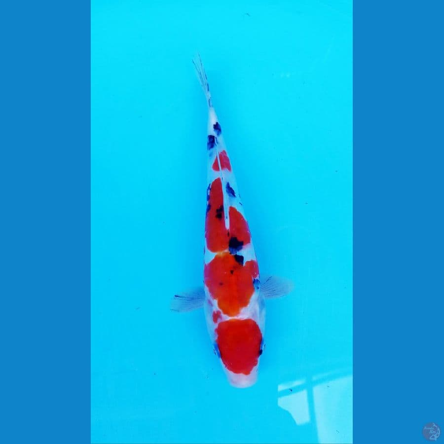 SANKE DOITSU ARAGOKE 23 CM/F