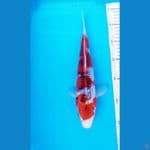 MALE GOSHIKI 28CM