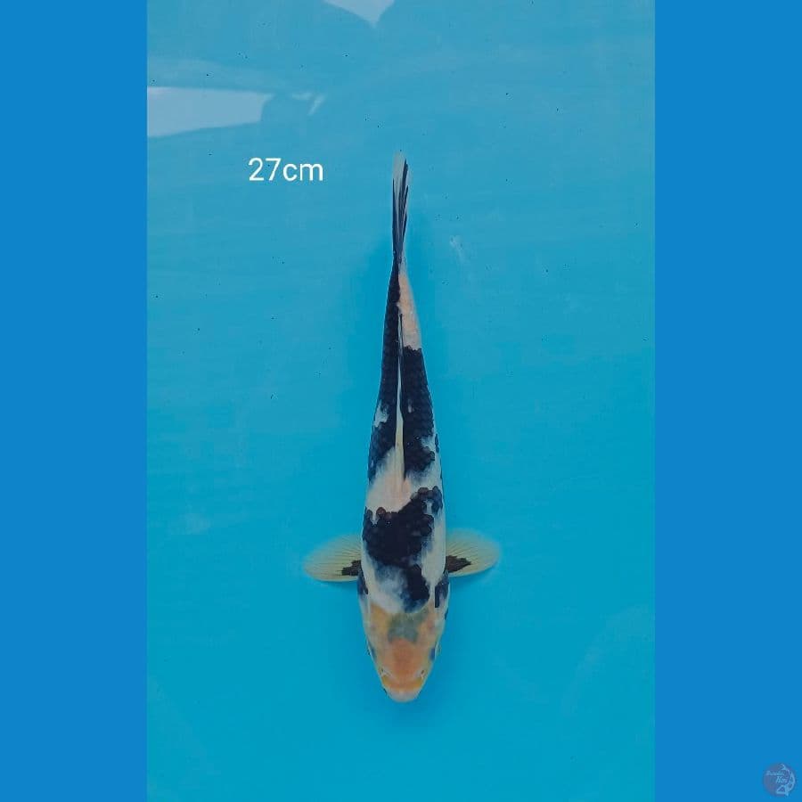 Shiro Motogoro imbang 27cm