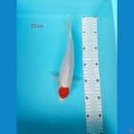 Tancho 25 cm