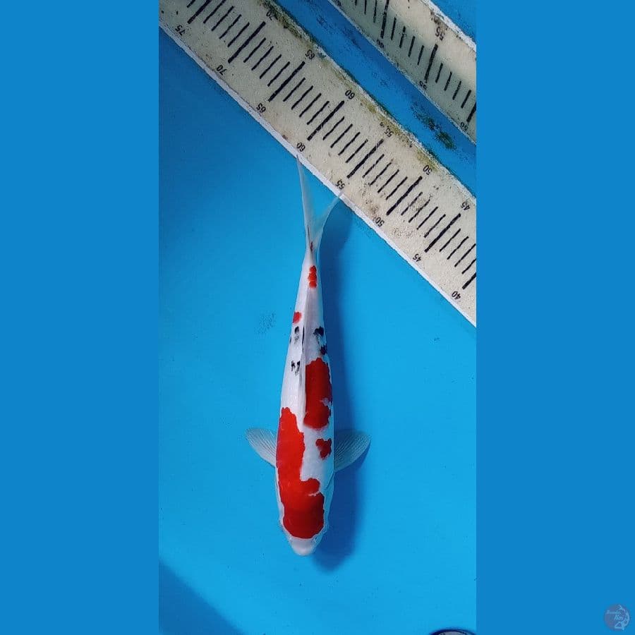 SANKE34CM