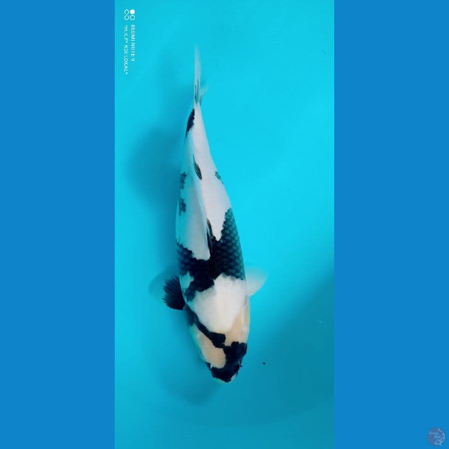 shiro 35 cm jantan 