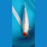 tc kohaku ori mbulki 57 cm