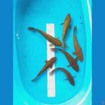 Chagoi Ginrin Mix Aragoke 6 ekor (24 - 27 cm)