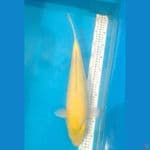 Karashi lemon 44 cm (kepala miring sedikit)