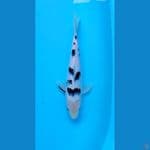 super white bekko 30 cm SQ