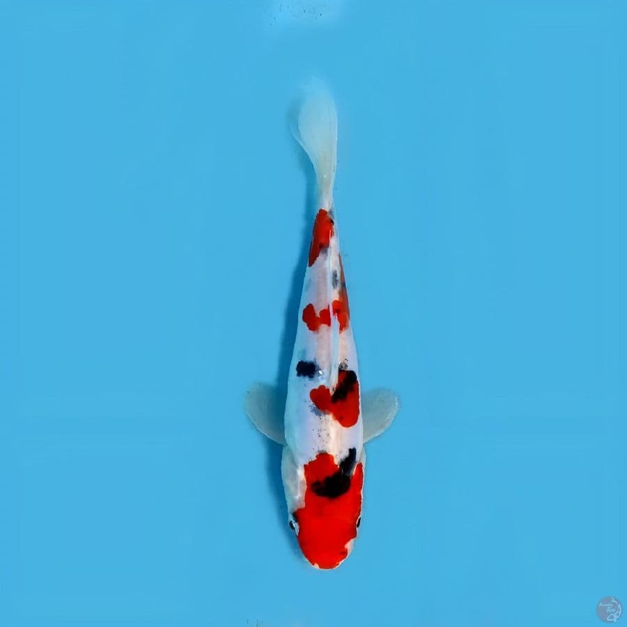 taiso sanke doitsu original 15 cm hq
