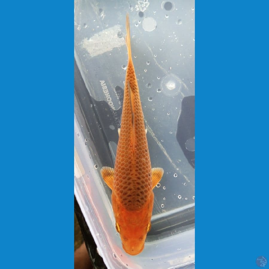 karamel bahan keep 18 cm