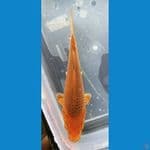 karamel bahan keep 18 cm