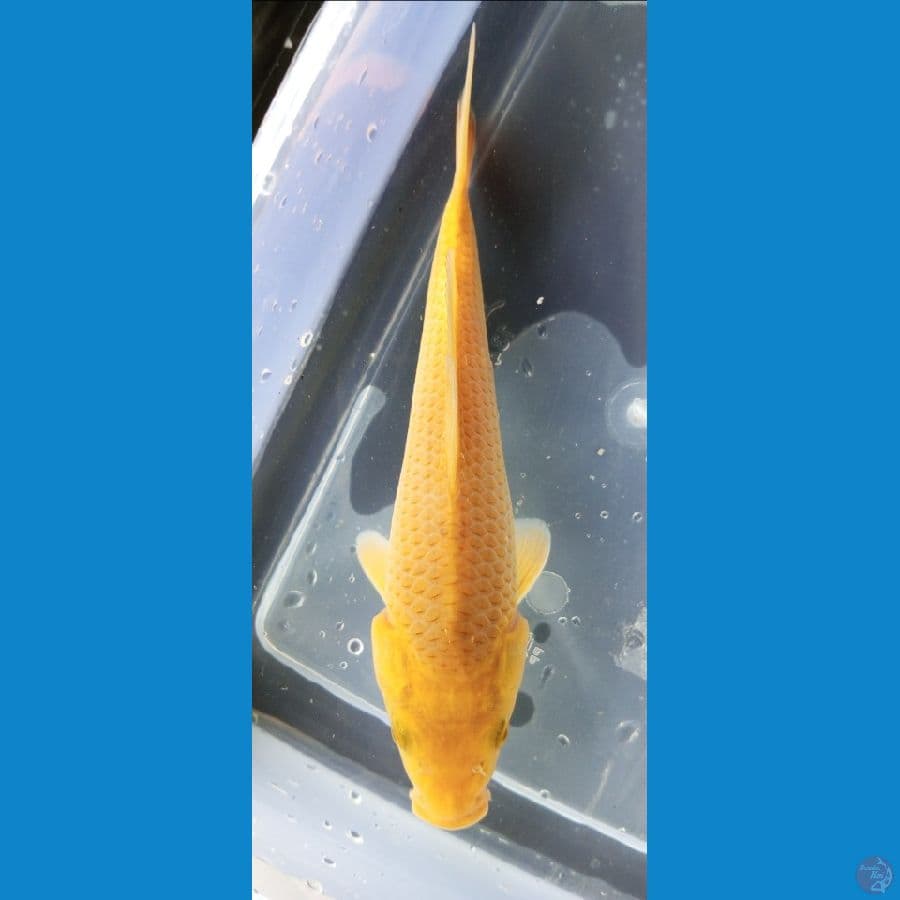 croon karasi 19 cm