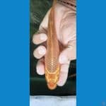 caramel 18 cm
