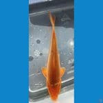 karamel bahan keep 16 cm