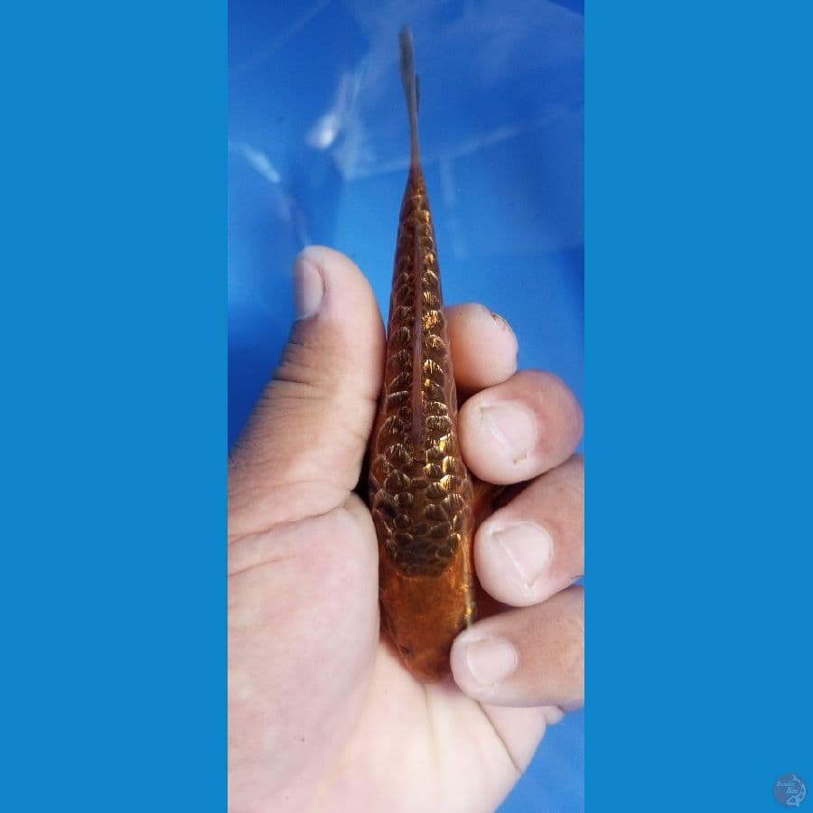 limitid edision sisik naga 13 cm