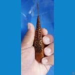 limitid edision sisik naga 13 cm