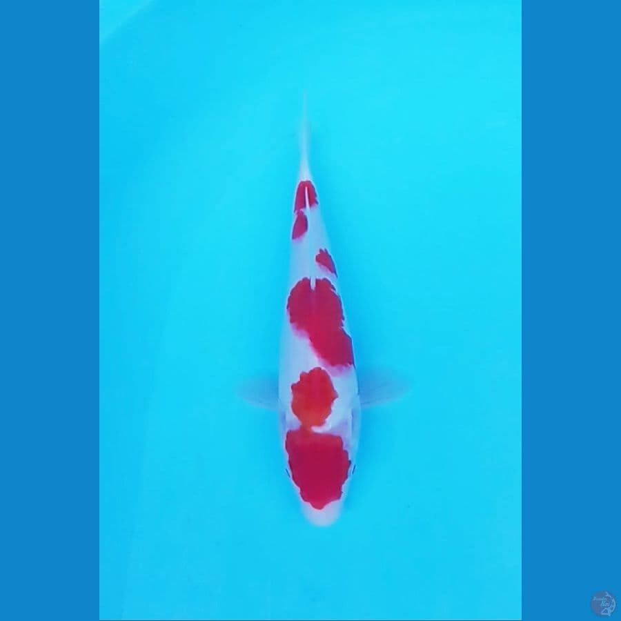 MALE KOHAKU 23 CM
