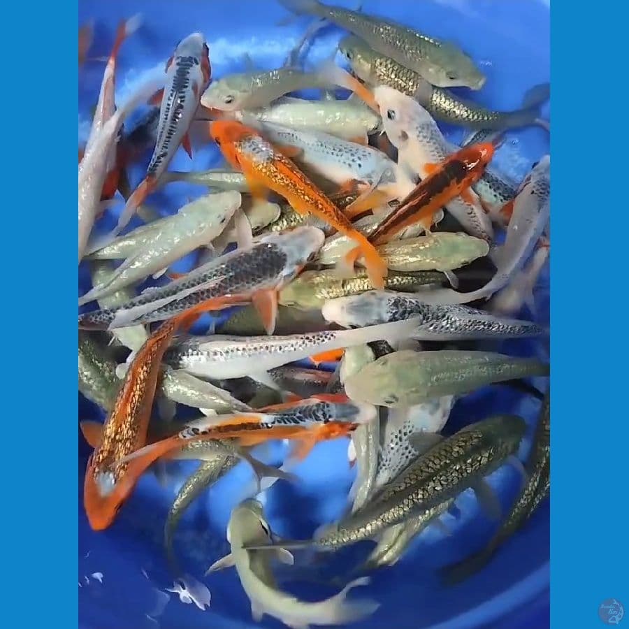 60Ekor Mix Koi Soragoi Asagi Shusui 15 - 25CM