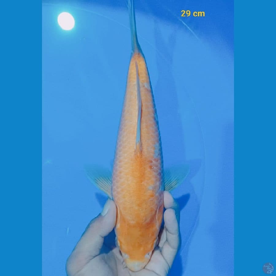 Golden Corn 29 CM
